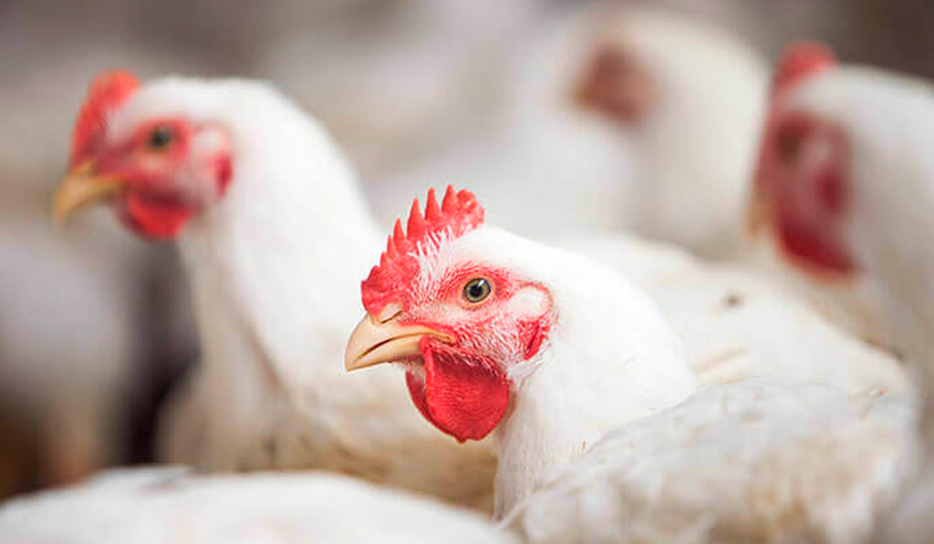aumento do consumo de frango no brasil